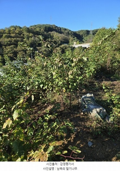 2024타경5652 경상남도 진주시 집현면 사촌리 824-1 과수원 경매 이미지