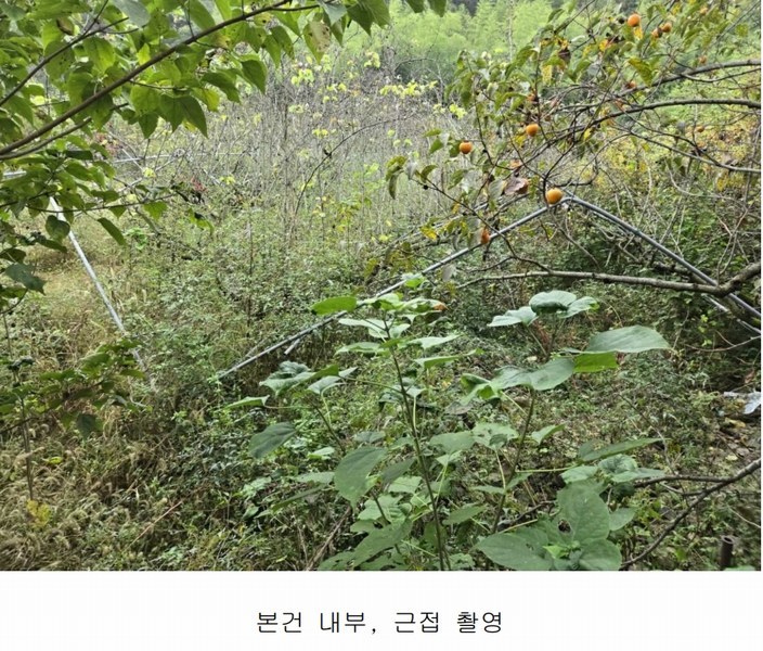 2024타경37819 경상남도 진주시 수곡면 창촌리 650 과수원 경매 이미지
