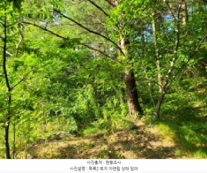 2025타경10298 강원특별자치도 속초시 노학동 산80-7 임야 경매 이미지