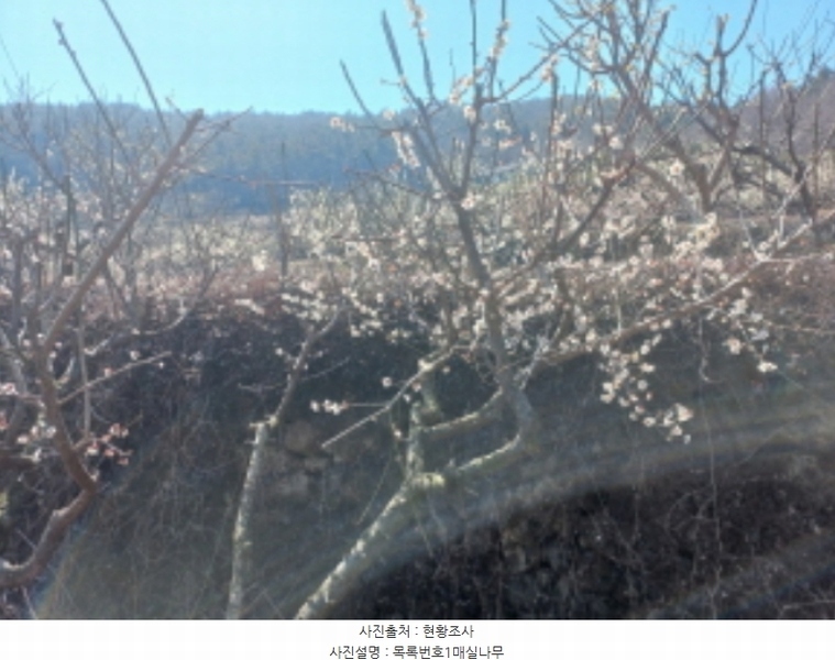 2024타경1117 경상남도 남해군 설천면 금음리 1370-1 농지 경매 이미지