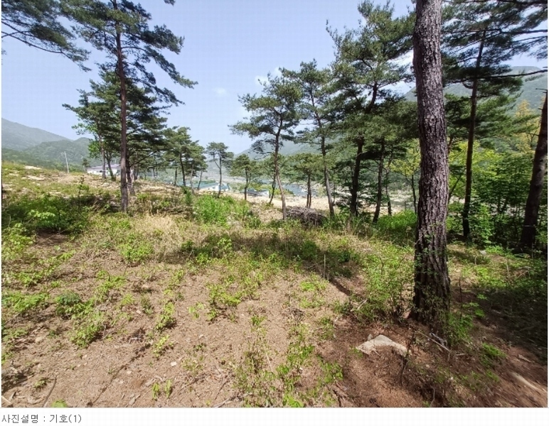2024타경1513 경상남도 산청군 단성면 방목리 산135-37 임야 경매 이미지