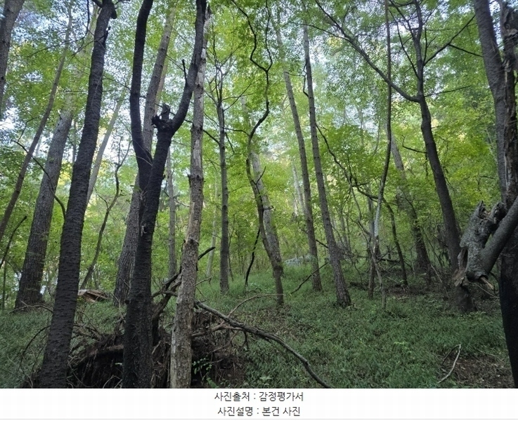 2024타경38201 경상남도 사천시 용현면 석계리 산60-3 임야 경매 이미지