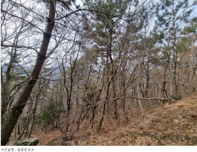 2024타경1226 경상남도 거제시 수월동 산45 임야 경매 이미지