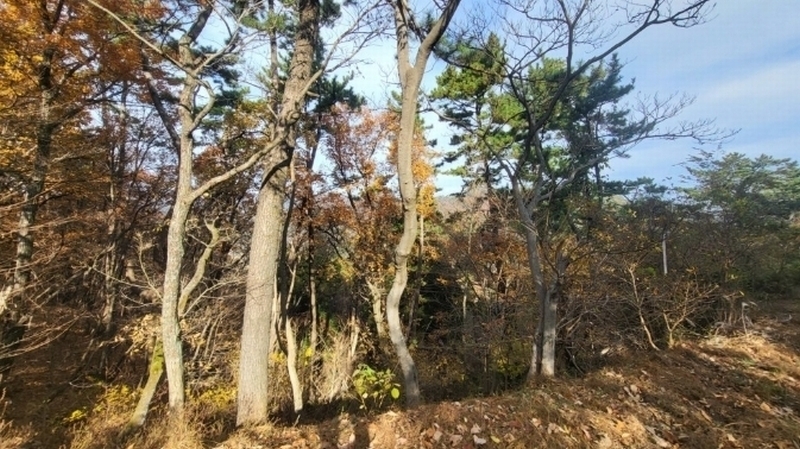2024타경31722 경상남도 거제시 연초면 죽토리 산83-1 임야 경매 이미지