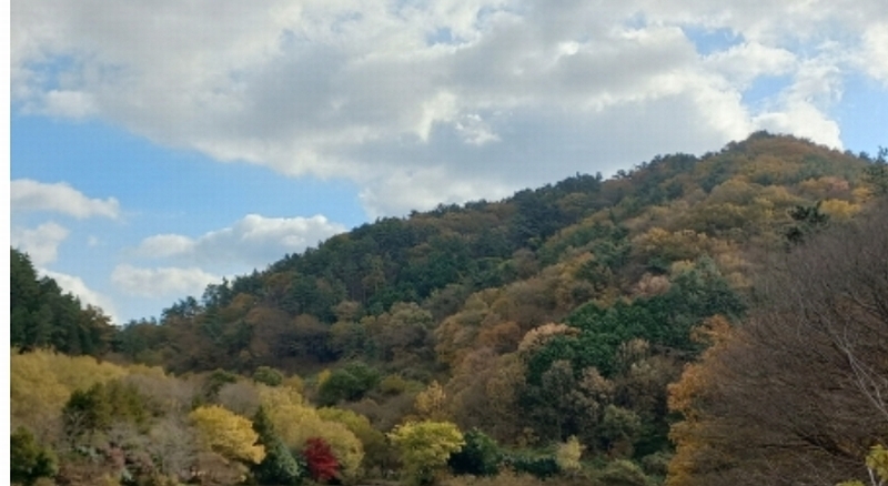 2024타경31722 경상남도 거제시 연초면 죽토리 산83-1 임야 경매 이미지