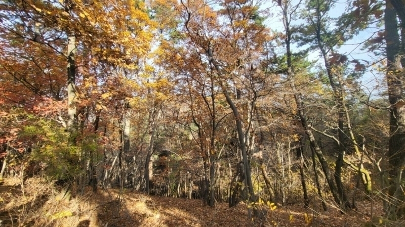2024타경31722 경상남도 거제시 연초면 죽토리 산83-1 임야 경매 이미지