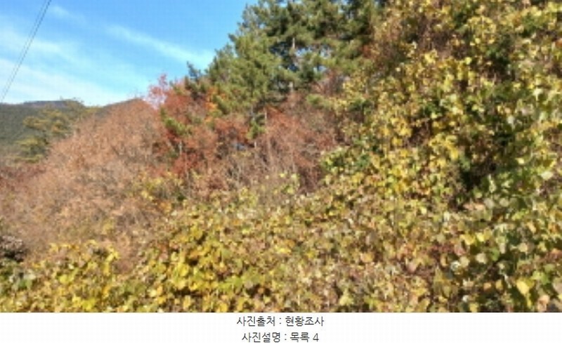 2024타경32145 경상남도 거제시 연초면 연사리 산128 임야 경매 이미지