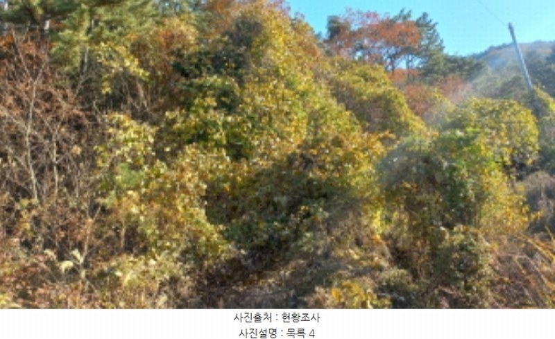 2024타경32145 경상남도 거제시 연초면 연사리 산128 임야 경매 이미지