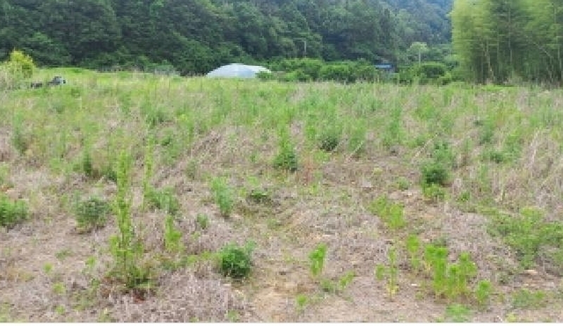 2025타경21456 경상남도 거제시 장목면 장목리 454-3 농지 경매 이미지