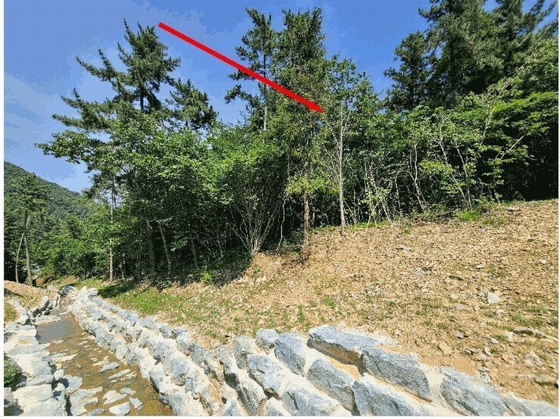 2025타경21529 경상남도 거제시 장평동 산83-12 임야 경매 이미지