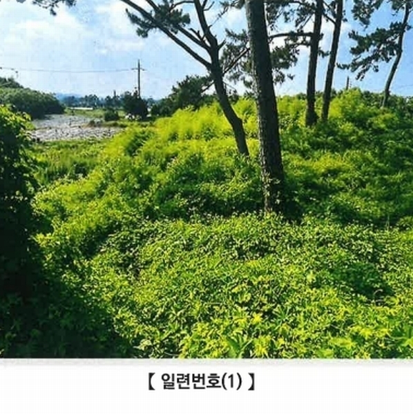 2025타경425 전라남도 영암군 시종면 월롱리 715 농지 경매 이미지
