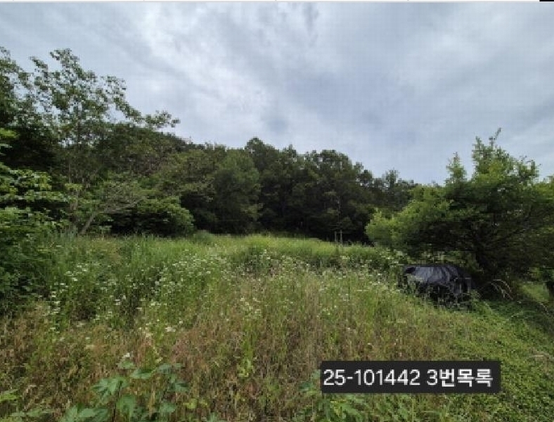 2025타경101442 부산광역시 강서구 동선동 산11 임야 경매 이미지