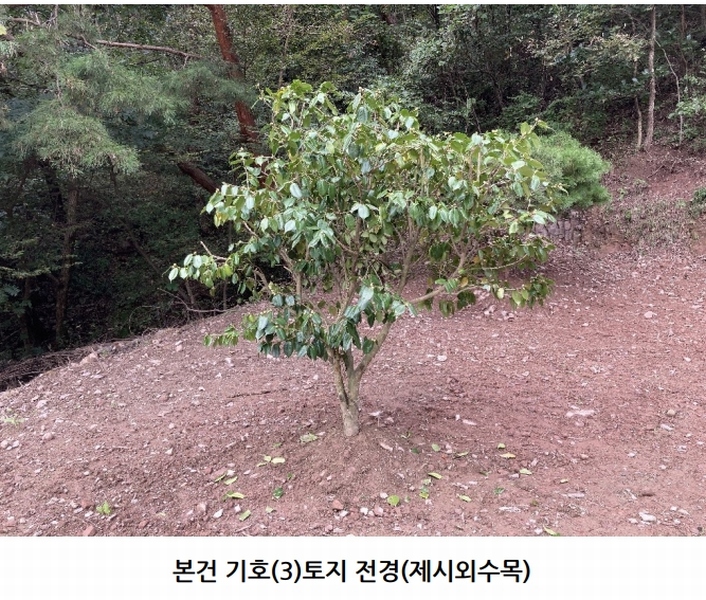 2025타경20908 경상남도 의령군 지정면 득소리 산228-1 임야 경매 이미지