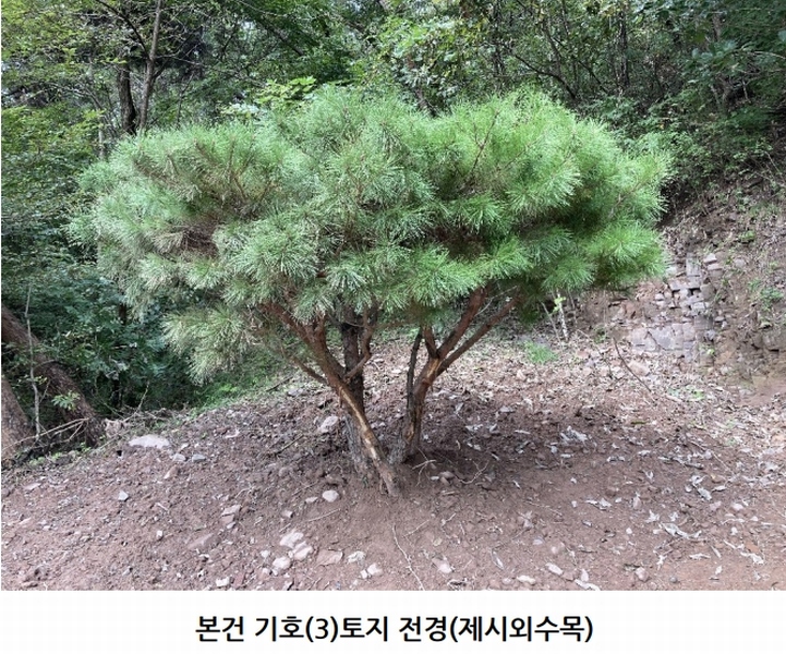 2025타경20908 경상남도 의령군 지정면 득소리 산228-1 임야 경매 이미지