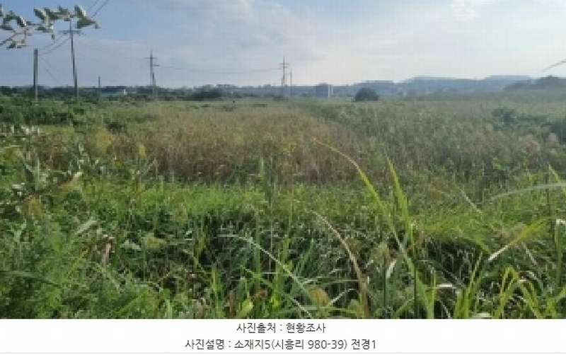 2025타경1598 제주특별자치도 서귀포시 성산읍 시흥리 980-39 임야 경매 이미지