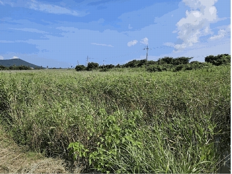 2025타경1598 제주특별자치도 서귀포시 성산읍 시흥리 980-39 임야 경매 이미지