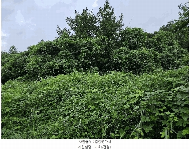 2025타경1696 제주특별자치도 서귀포시 안덕면 상천리 722 임야 경매 이미지