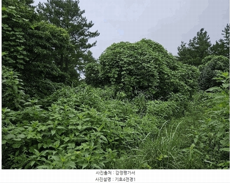 2025타경1696 제주특별자치도 서귀포시 안덕면 상천리 722 임야 경매 이미지
