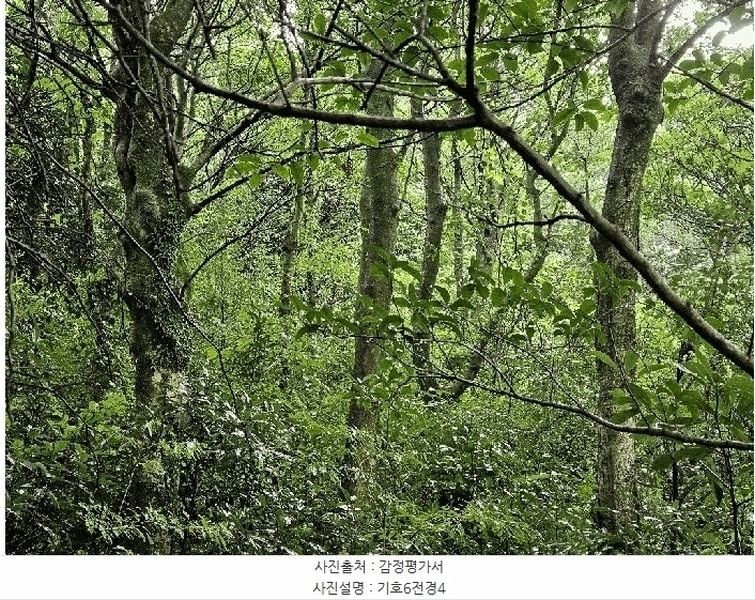 2025타경1696 제주특별자치도 서귀포시 안덕면 상천리 722 임야 경매 이미지