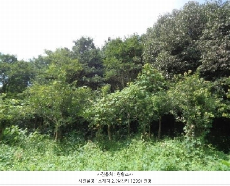 2025타경1696 제주특별자치도 서귀포시 안덕면 상창리 1299 임야 경매 이미지