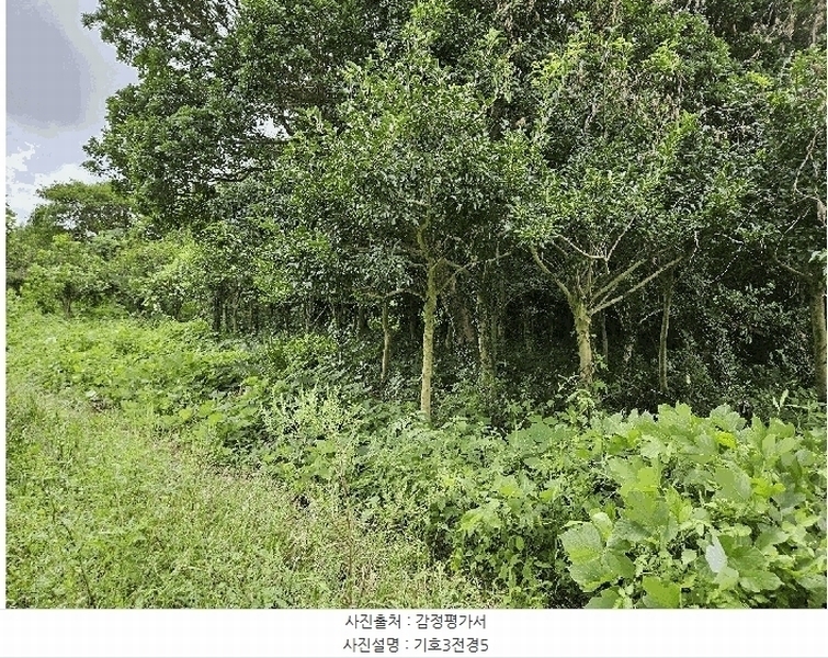 2025타경1696 제주특별자치도 서귀포시 안덕면 상창리 1299 임야 경매 이미지