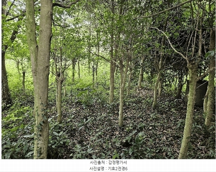 2025타경1696 제주특별자치도 서귀포시 안덕면 상창리 1299 임야 경매 이미지