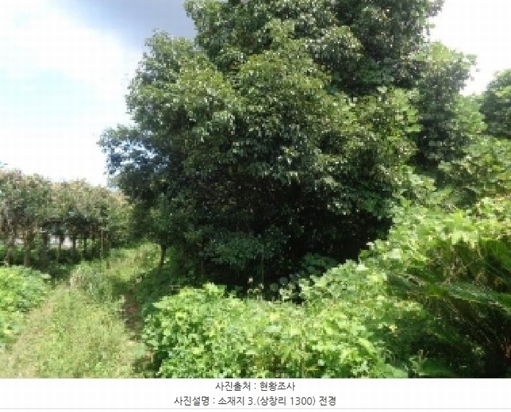 2025타경1696 제주특별자치도 서귀포시 안덕면 상창리 1299 임야 경매 이미지