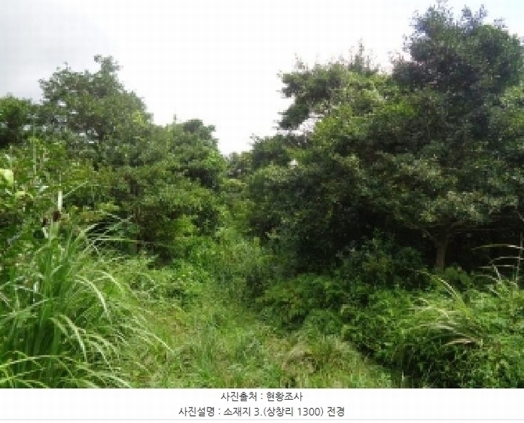 2025타경1696 제주특별자치도 서귀포시 안덕면 상창리 1299 임야 경매 이미지