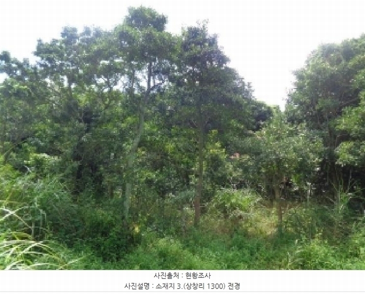 2025타경1696 제주특별자치도 서귀포시 안덕면 상창리 1299 임야 경매 이미지