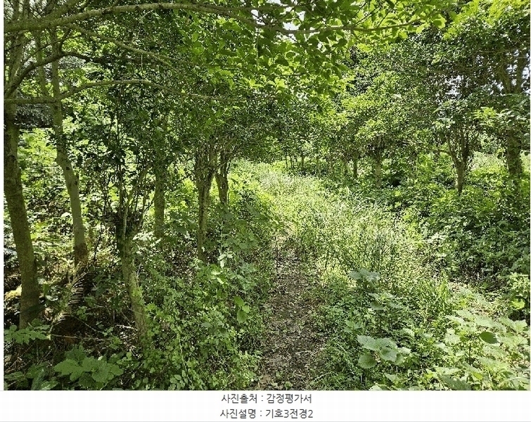 2025타경1696 제주특별자치도 서귀포시 안덕면 상창리 1299 임야 경매 이미지