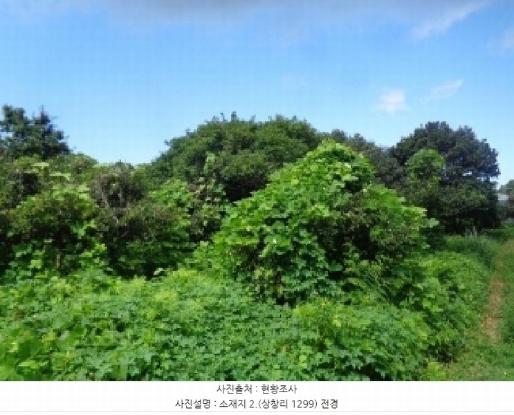 2025타경1696 제주특별자치도 서귀포시 안덕면 상창리 1299 임야 경매 이미지