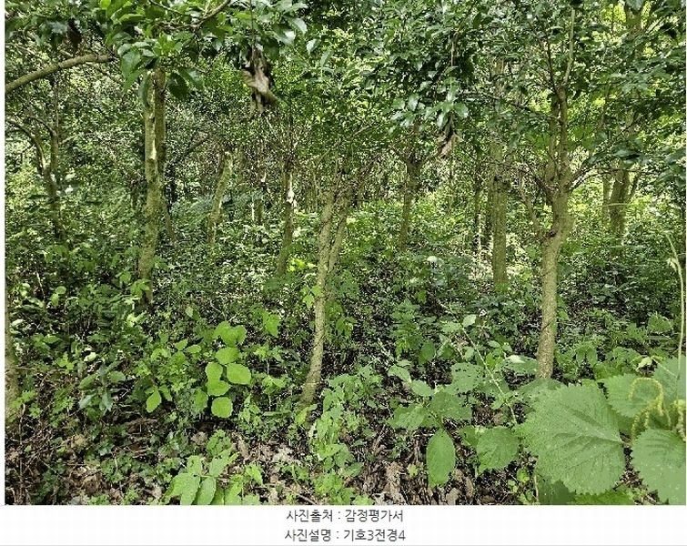 2025타경1696 제주특별자치도 서귀포시 안덕면 상창리 1299 임야 경매 이미지