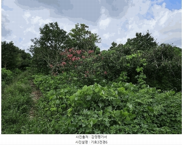 2025타경1696 제주특별자치도 서귀포시 안덕면 상창리 1299 임야 경매 이미지