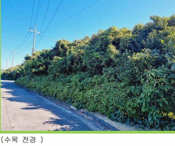 2025타경8263 제주특별자치도 서귀포시 남원읍 신흥리 100-1 농지 경매 이미지
