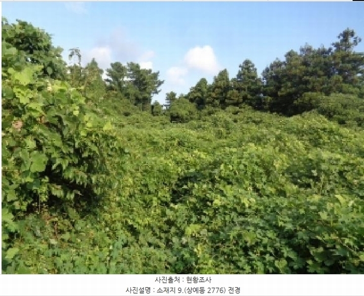 2025타경8650 제주특별자치도 서귀포시 상예동 1683 농지 경매 이미지