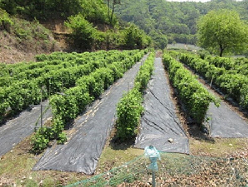 2025타경5313 경상북도 문경시 동로면 석항리 316 농지 경매 이미지