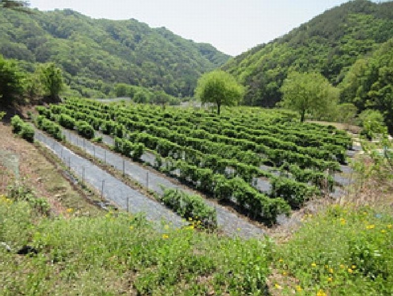 2025타경5313 경상북도 문경시 동로면 석항리 316 농지 경매 이미지