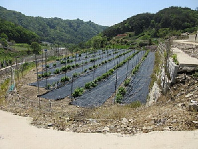 2025타경5313 경상북도 문경시 동로면 석항리 271 농지 경매 이미지
