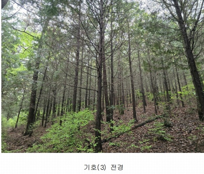 2025타경51307 전라남도 여수시 화양면 용주리 1429-1 임야 경매 이미지