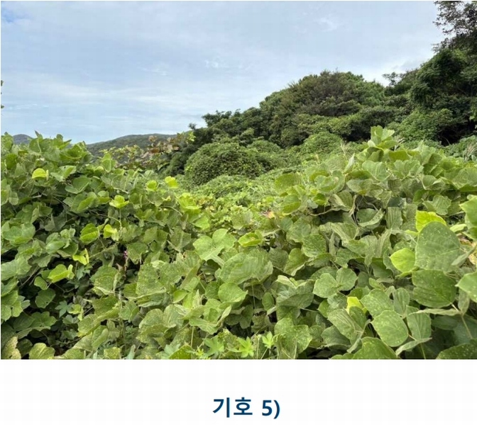 2025타경1481 전라남도 완도군 완도읍 대신리 413-29 농지 경매 이미지