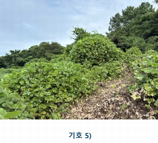 2025타경1481 전라남도 완도군 완도읍 대신리 413-29 농지 경매 이미지