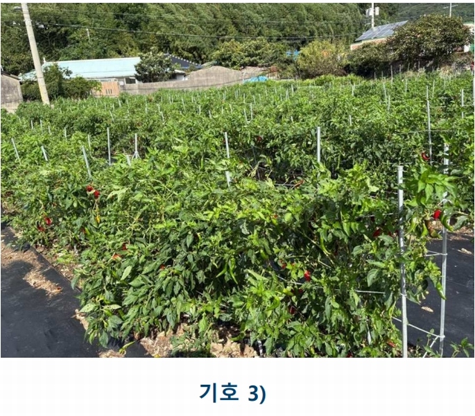 2025타경1481 전라남도 완도군 완도읍 대신리 174-2 농지 경매 이미지