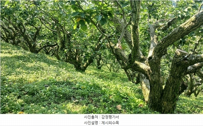 2025타경904 경상남도 진주시 문산읍 두산리 산60 과수원 경매 이미지