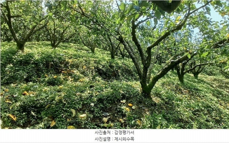 2025타경904 경상남도 진주시 문산읍 두산리 산60 과수원 경매 이미지