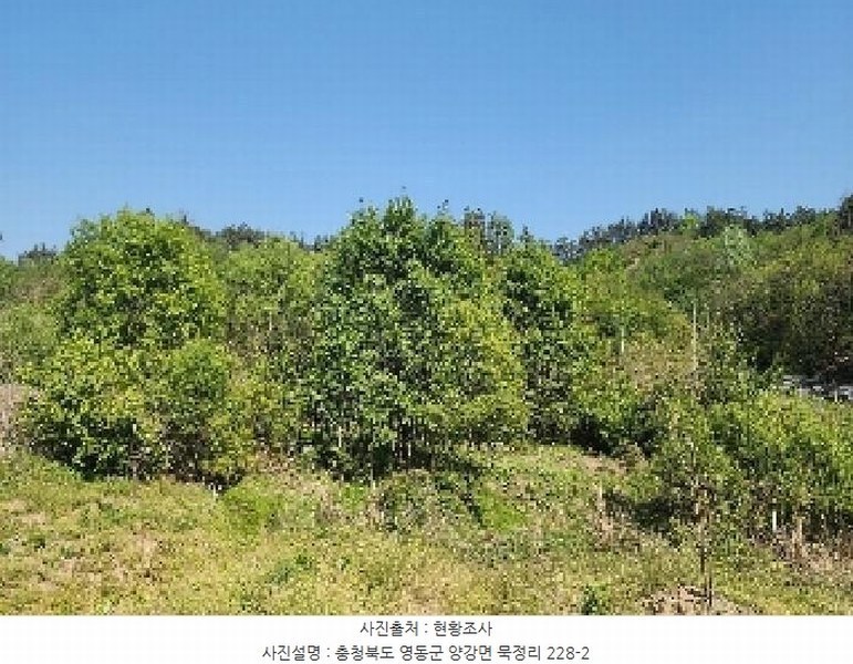2025타경70 충청북도 영동군 양강면 묵정리 228-2 농지 경매 이미지