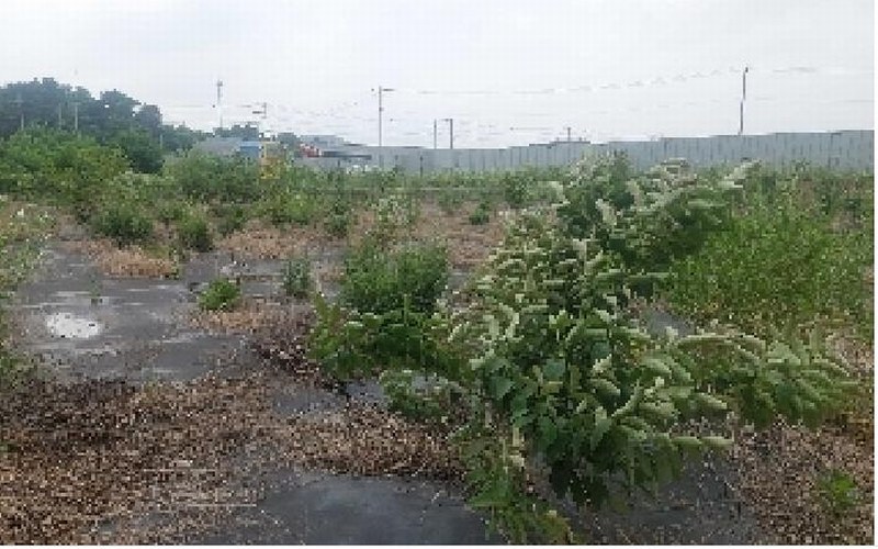 2025타경11790 충청남도 천안시 서북구 직산읍 삼은리 89-11 농지 경매 이미지
