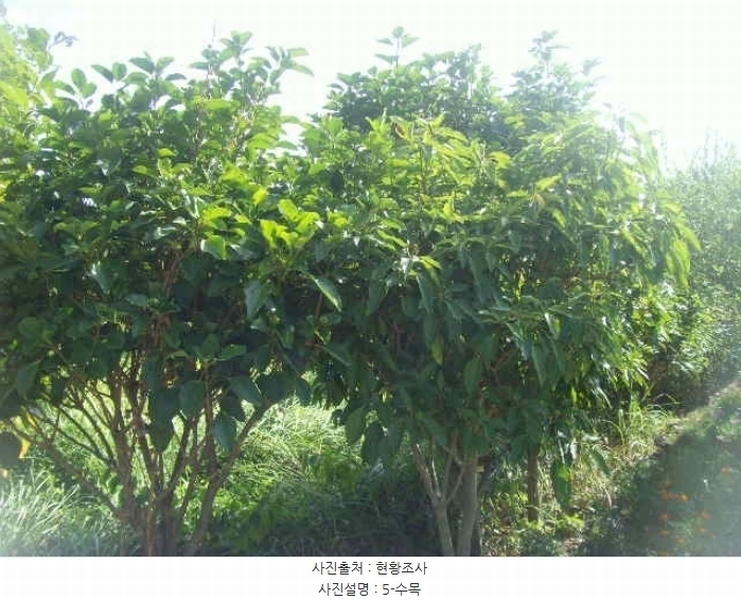 2024타경54068 전라남도 완도군 군외면 황진리 213-1 농지 경매 이미지