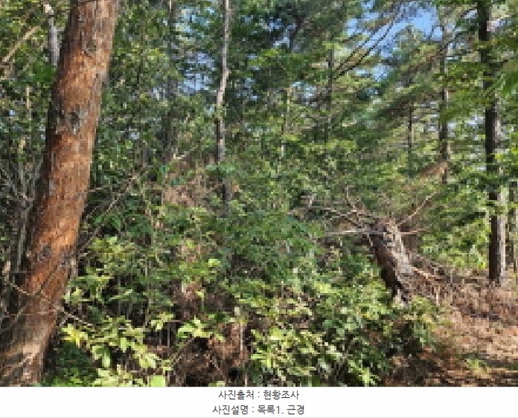 2025타경741 경기도 시흥시 포동 산81-4 임야 경매 이미지