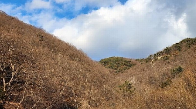 2025타경914 경상남도 양산시 원동면 원리 산126 임야 경매 이미지