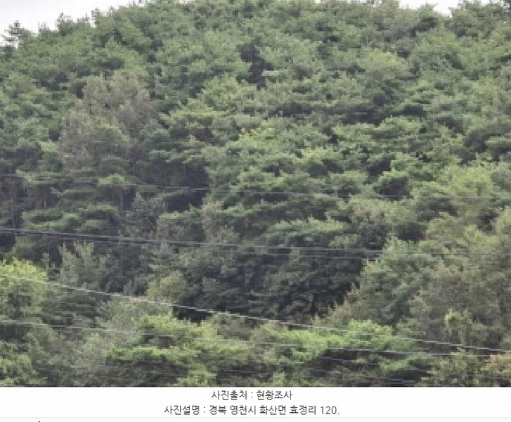 2025타경8815 경상북도 영천시 화산면 효정리 120 농지 경매 이미지